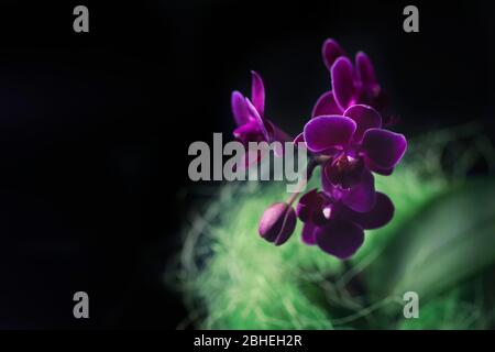 Mini orchid Phalaenopsis in a pot with flowers and buds on dark background. Selective focus Stock Photo