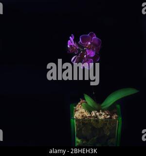 Mini orchid Phalaenopsis in a pot with flowers and buds on dark background. Selective focus Stock Photo