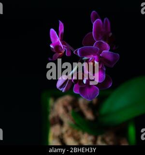 Mini orchid Phalaenopsis in a pot with flowers and buds on dark background. Selective focus Stock Photo