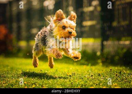 An amazing Yorkshire Terrier is having fun running and jumping towards camera. Stock Photo