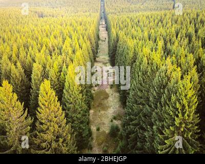 Aerial drone view of coniferous forest sunlit by the evening sun in spring. Forest swathe, tree free strip in the spruce forest. Stock Photo