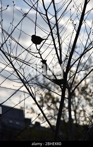 Silhouettes of sparrows on thin twigs without leaves Stock Photo