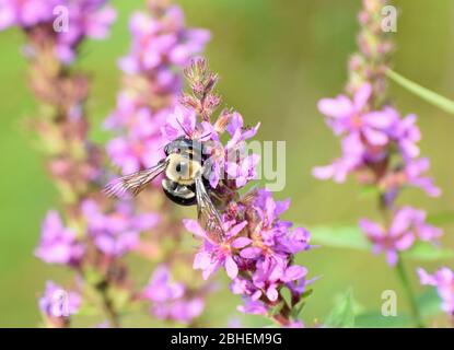 Bumble bee feeding on flower Stock Photo