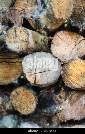 Vertical color image with a front view of firewood logs texture of an olive trees Stock Photo