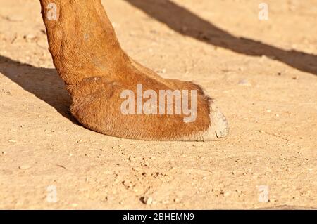 Camel toe woman hi-res stock photography and images - Alamy