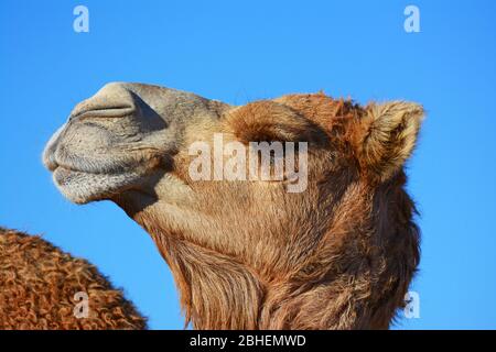 Closeup look on a camels head Stock Photo