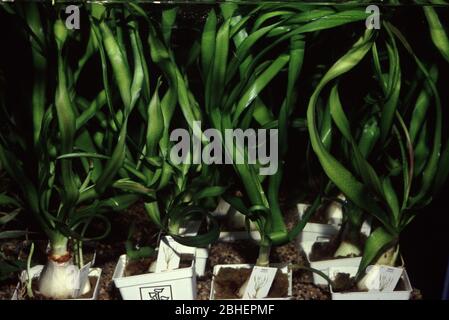Thai Onion plant or Water onion (Crinum thaianum) Stock Photo