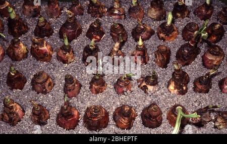 Bulbs of Thai Onion plant or Water onion (Crinum thaianum) Stock Photo
