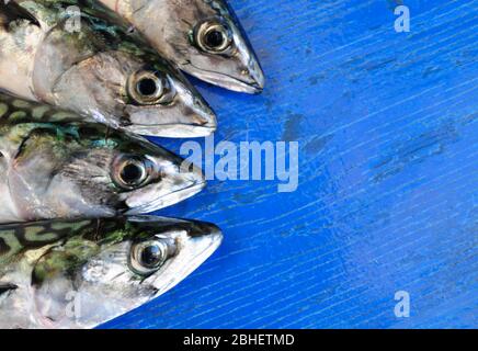 Portland. 23rd April 2020. Fish. Fresh mackerel heads are arranged on a Mediterranean blue painted board. credit: stuart fretwell/Alamy Stock Photo