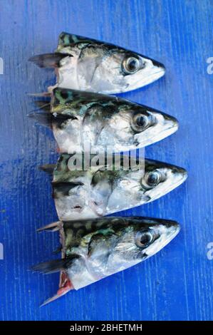 Portland. 23rd April 2020. Fish. Fresh mackerel heads are arranged on a Mediterranean blue painted board. credit: stuart fretwell/Alamy Stock Photo