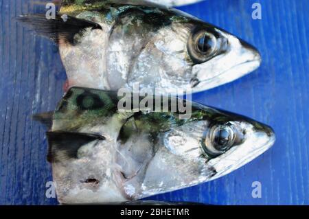 Portland. 23rd April 2020. Fish. Fresh mackerel heads are arranged on a Mediterranean blue painted board. credit: stuart fretwell/Alamy Stock Photo