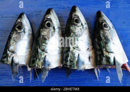 Portland. 23rd April 2020. Fish. Fresh mackerel heads are arranged on a Mediterranean blue painted board. credit: stuart fretwell/Alamy Stock Photo