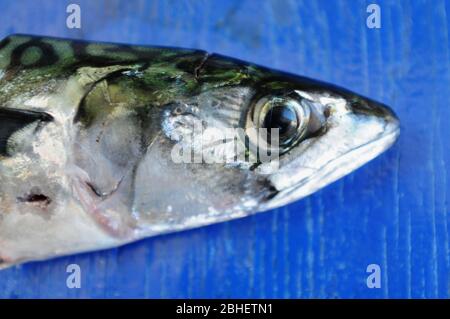 Portland. 23rd April 2020. Fish. Fresh mackerel heads are arranged on a Mediterranean blue painted board. credit: stuart fretwell/Alamy Stock Photo