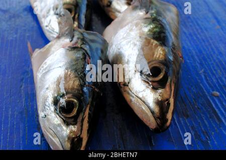 Portland. 23rd April 2020. Fish. Fresh mackerel heads are arranged on a Mediterranean blue painted board. credit: stuart fretwell/Alamy Stock Photo