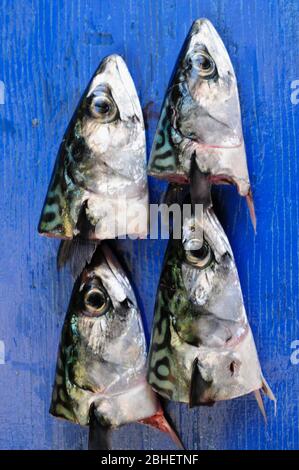 Portland. 23rd April 2020. Fish. Fresh mackerel heads are arranged on a Mediterranean blue painted board. credit: stuart fretwell/Alamy Stock Photo