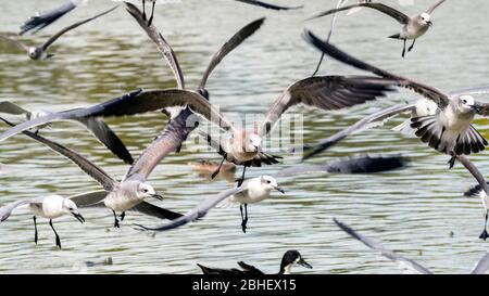 A flock of seagulls hovering in flight with birds facing camera. Stock Photo