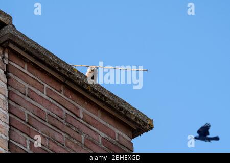 Western jackdaw / European jackdaw (Corvus monedula / Coloeus monedula) pair with nesting material in beak building nest in chimney of house in spring Stock Photo