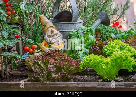 Garden gnome ornament figurine with wheelbarrow among different species of lettuce, herbs, tomatoes and vegetables in wooden box of square foot garden Stock Photo