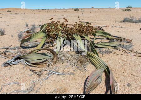 Male Welwitchia (Welwitschia mirabilis) plant in the Namib Desert near Swakopmund, Namibia. Stock Photo