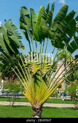 Ravenala Madagascariensis Travelers Palm Trees
