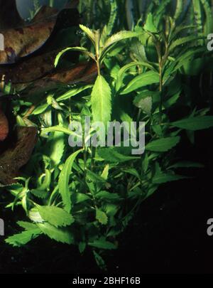 Limnophila aromatica, swampleaf or rice paddy herb Stock Photo