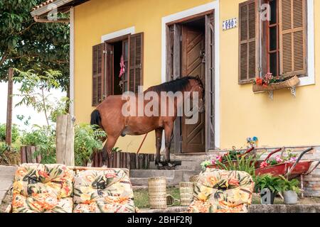 Brown horse entering a yellow house in Ouro Preto Minas Gerais