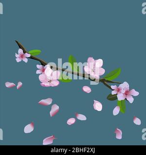 Pink blossom of sakura - Japanese cherry tree branch with flying petals isolated on blue background. Vector illustration of delicate sakura flowers Stock Vector