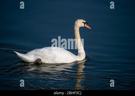 Majestic Swan on the River Arun in West Sussex on a warm spring day. Stock Photo