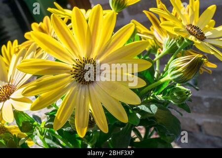 Detailed image of yellow colored African daisy flower (Osteospermum) Stock Photo