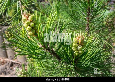 Developing male pollen on dwarf Mountain pine (Pinus mugo) in spring Stock Photo