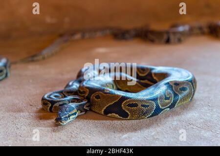 Pythons in the Temple of the Python in Ouidah, Benin. Stock Photo