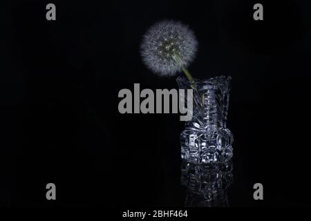 Blow ball of dandelion flower isolated on black background Stock Photo