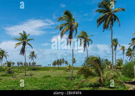 Coconut palm trees near the beach in Ouidah, Benin. Stock Photo