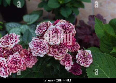 Autumn roses slowly dying in the garden. Stock Photo