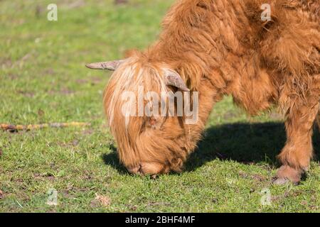 Side view of a grazing Scottish Highland calf. Close up of head. Scottish Highland Cattle is known for long horns and long shaggy coat. Stock Photo