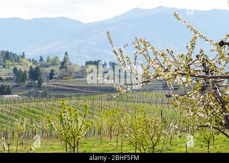 Flowering cherry trees with view of vineyards and mountains in Penticton Stock Photo