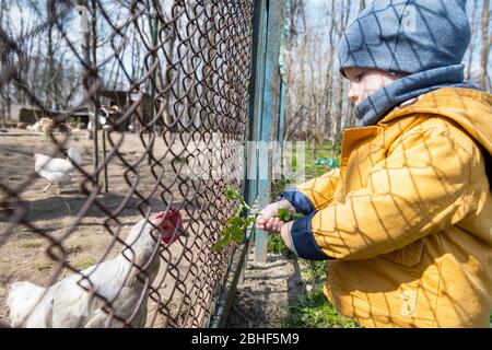 Little boy feeds the chickens through the grate in the spring garden Stock Photo