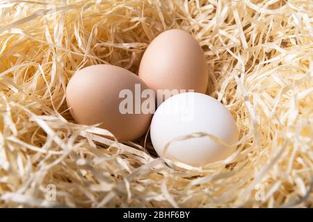 Organic chicken eggs in nest closeup. Food photography Stock Photo