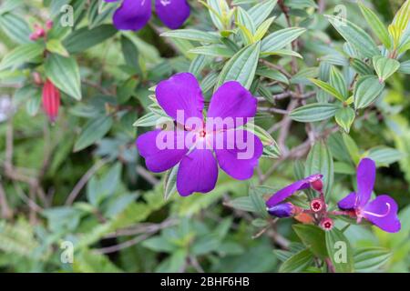 Tibouchina urvilleana is a species of flowering plant in the family Melastomataceae, native to Brazil, found in Hong Kong Victoria Park. Stock Photo