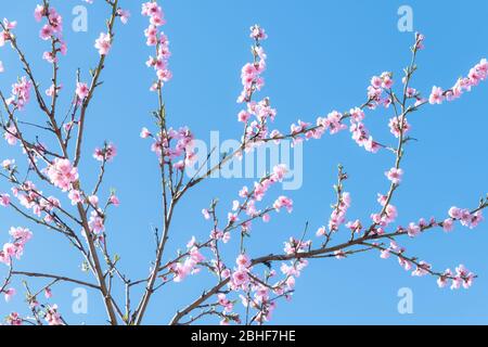 Pink peach flowers on twigs on blue sky background on spring time closeup. Nature photography Stock Photo