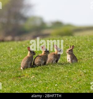 Group of baby rabbits sitting in a line in a sunny field Stock Photo