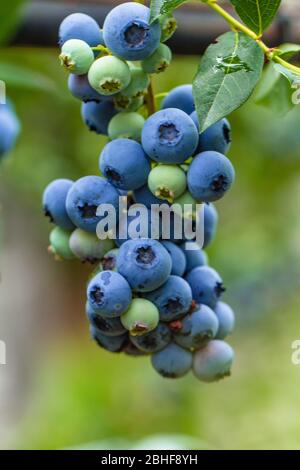 Blueberries growing on a bush in a field Stock Photo