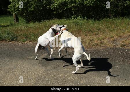 Two dogs frolic and play with each other on a walk Stock Photo