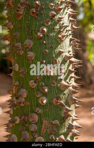 Close-up of bark of a Kapok Tree also called Ceiba or Silk-cotton tree (Ceiba Species: pentandra) at the National Botanic Garden in Banjul, The Gambia Stock Photo