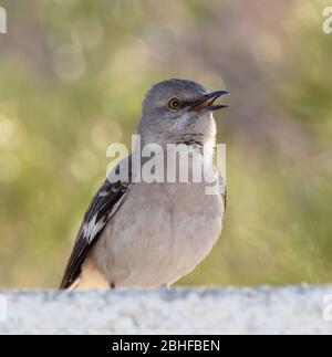 Northern Mockingbird Singing for a Mate Stock Photo