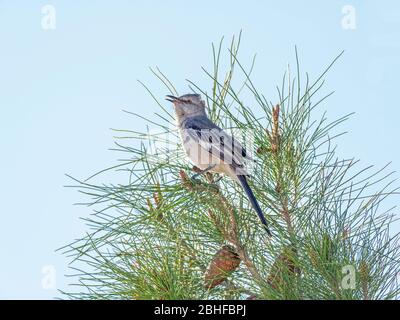 Northern Mockingbird Singing for a Mate Stock Photo