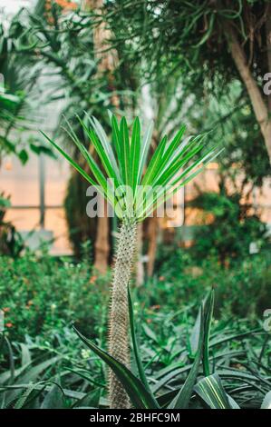 Dracaena family in a botanical garden on a spring day. A houseplant of African descent. Stock Photo