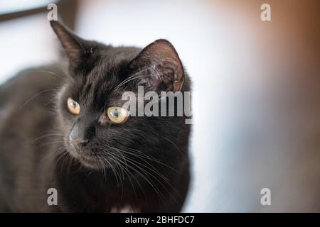 Beautiful black female cat looking off to the side of the camera from the front Stock Photo