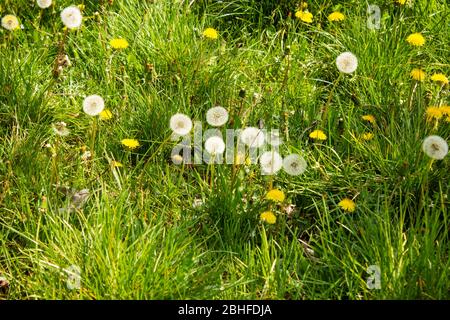View of a meadow with ordinary dandelions, Taraxacum, from the daisy family, Asteraceae Stock Photo