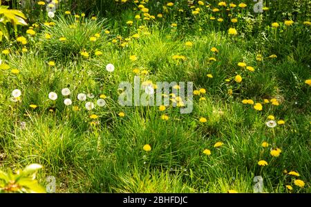 View of a meadow with ordinary dandelions, Taraxacum, from the daisy family, Asteraceae Stock Photo